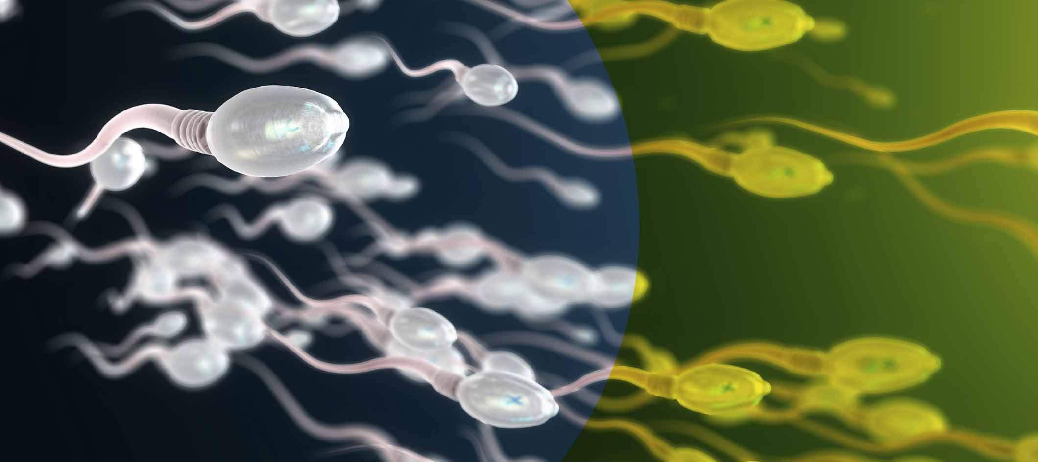 Preliminary sperm tests